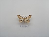 藏品(尺蛾165)的圖片